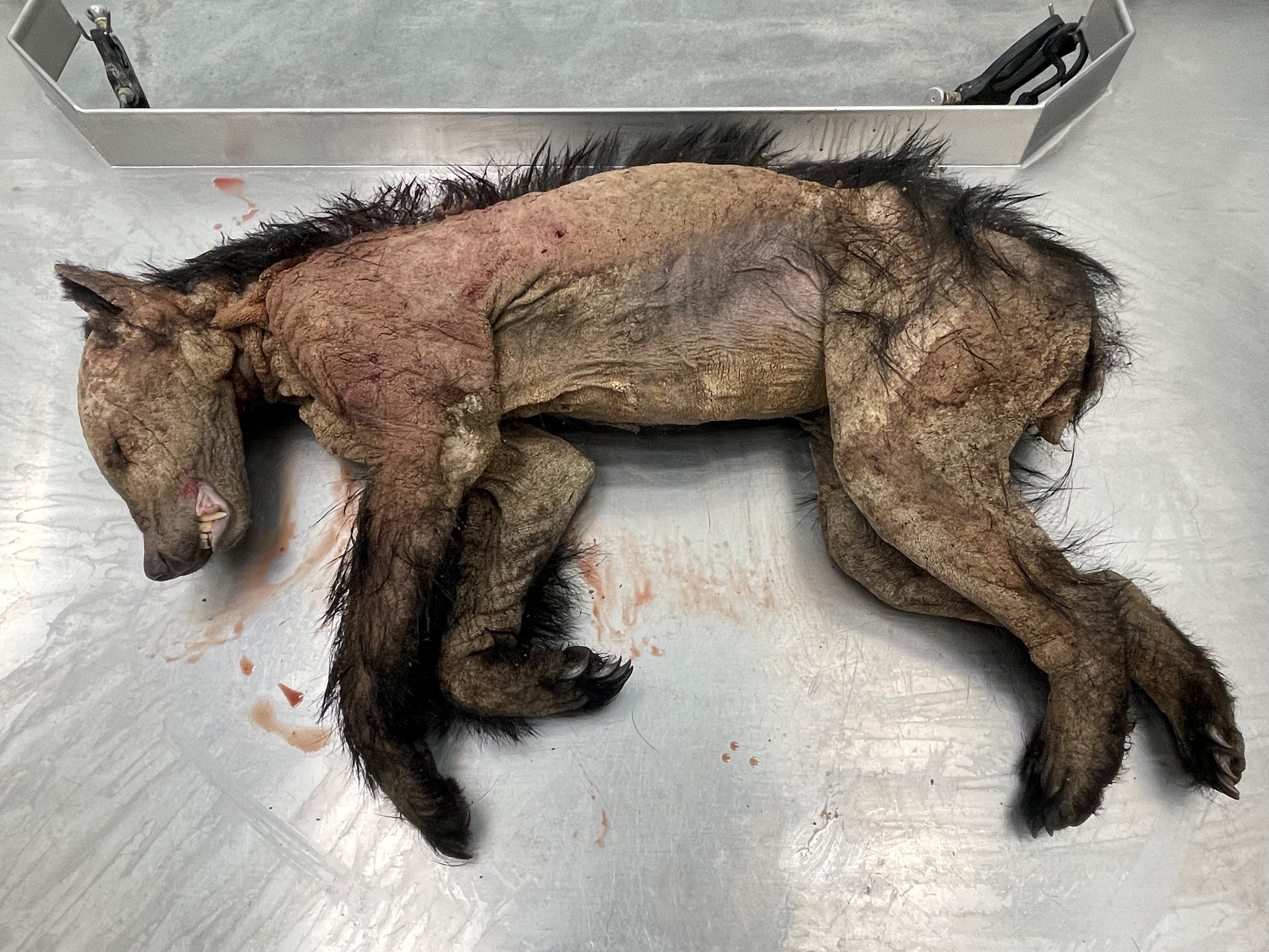 Black bear with its entire body covered in severe mange infection
