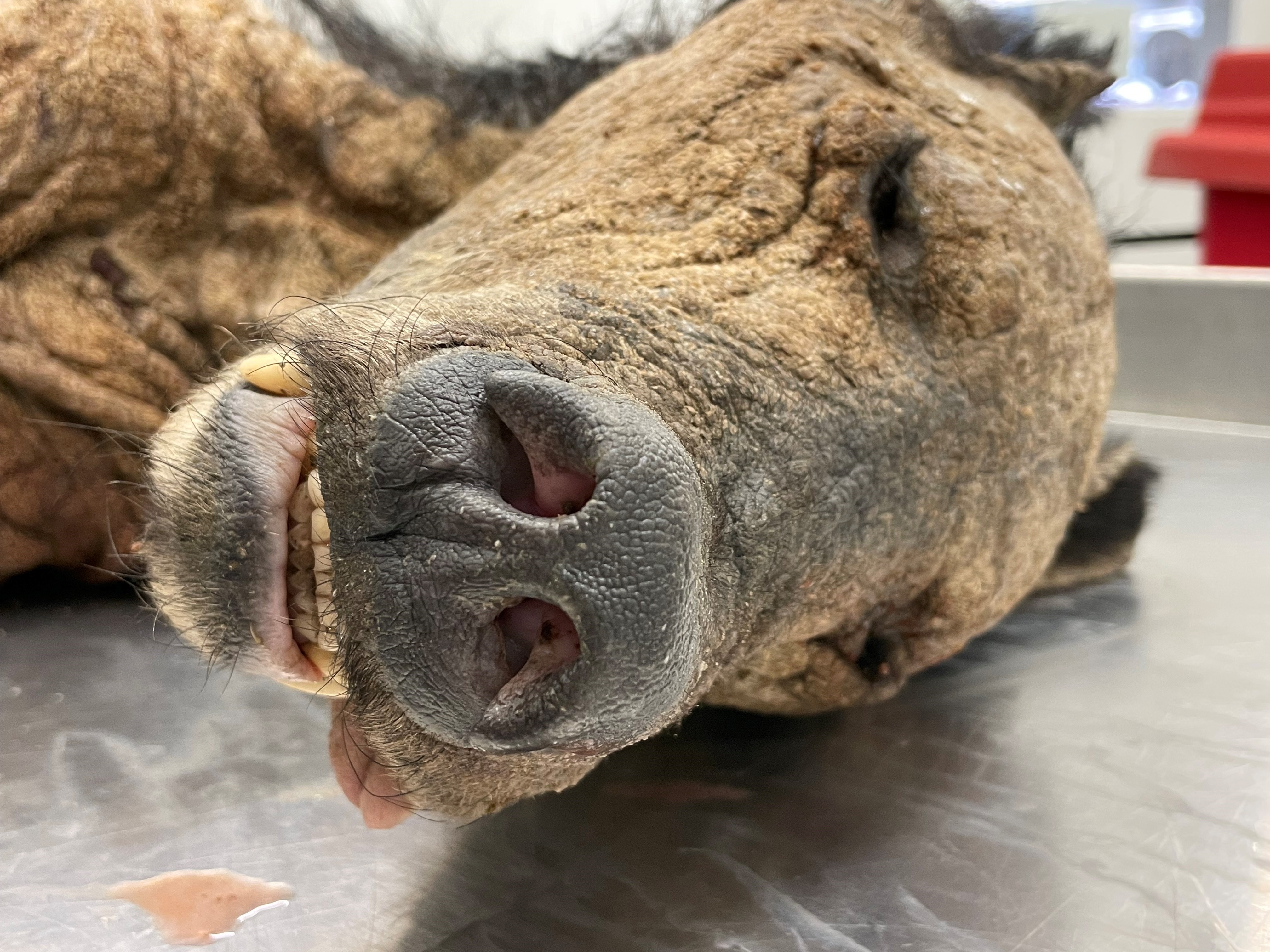 black bear face with severe mange infection