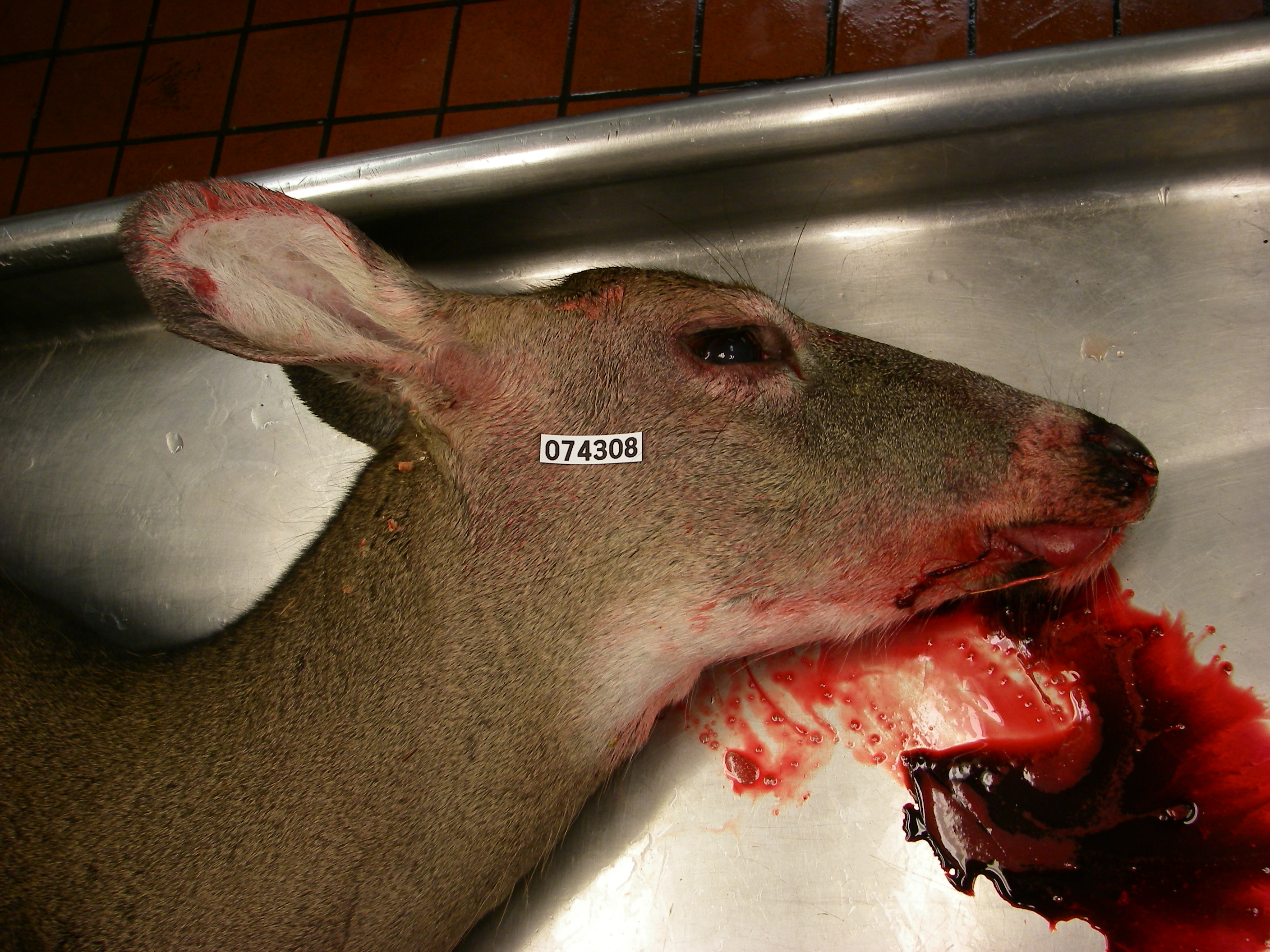 white-tailed deer with oral/nasal bleeding
