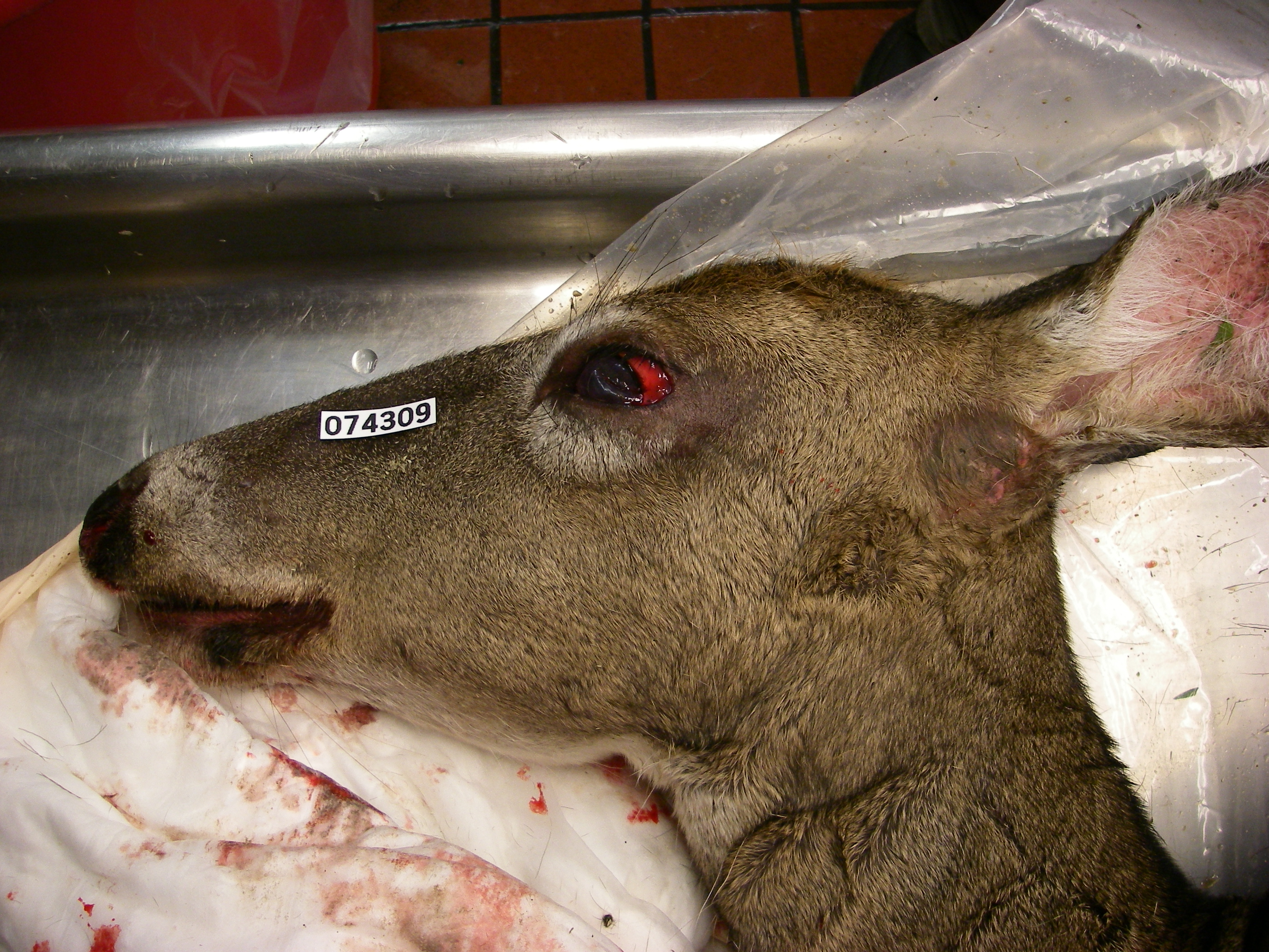white-tailed deer with hemorrhage in the eye
