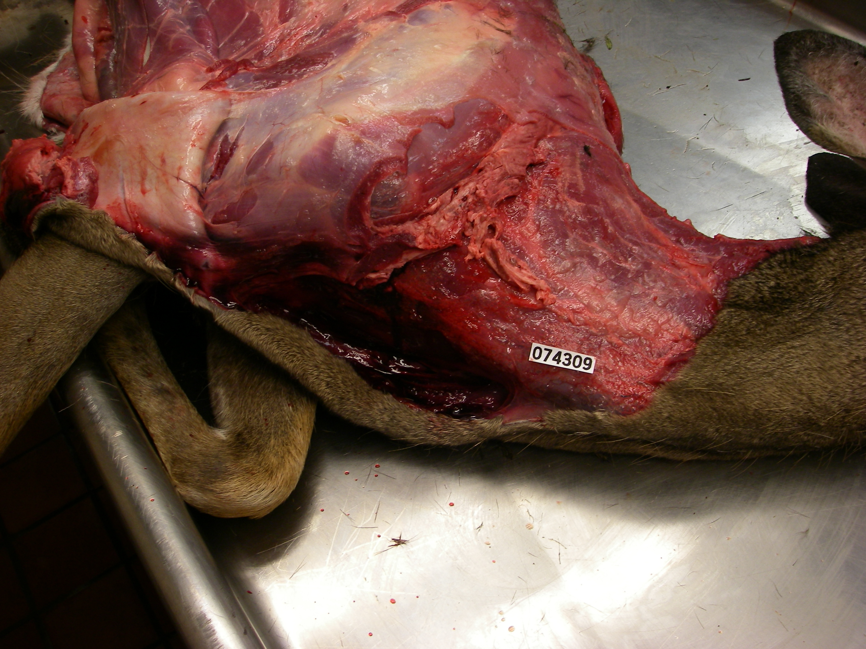 white-tailed deer with pooled blood in the body cavity