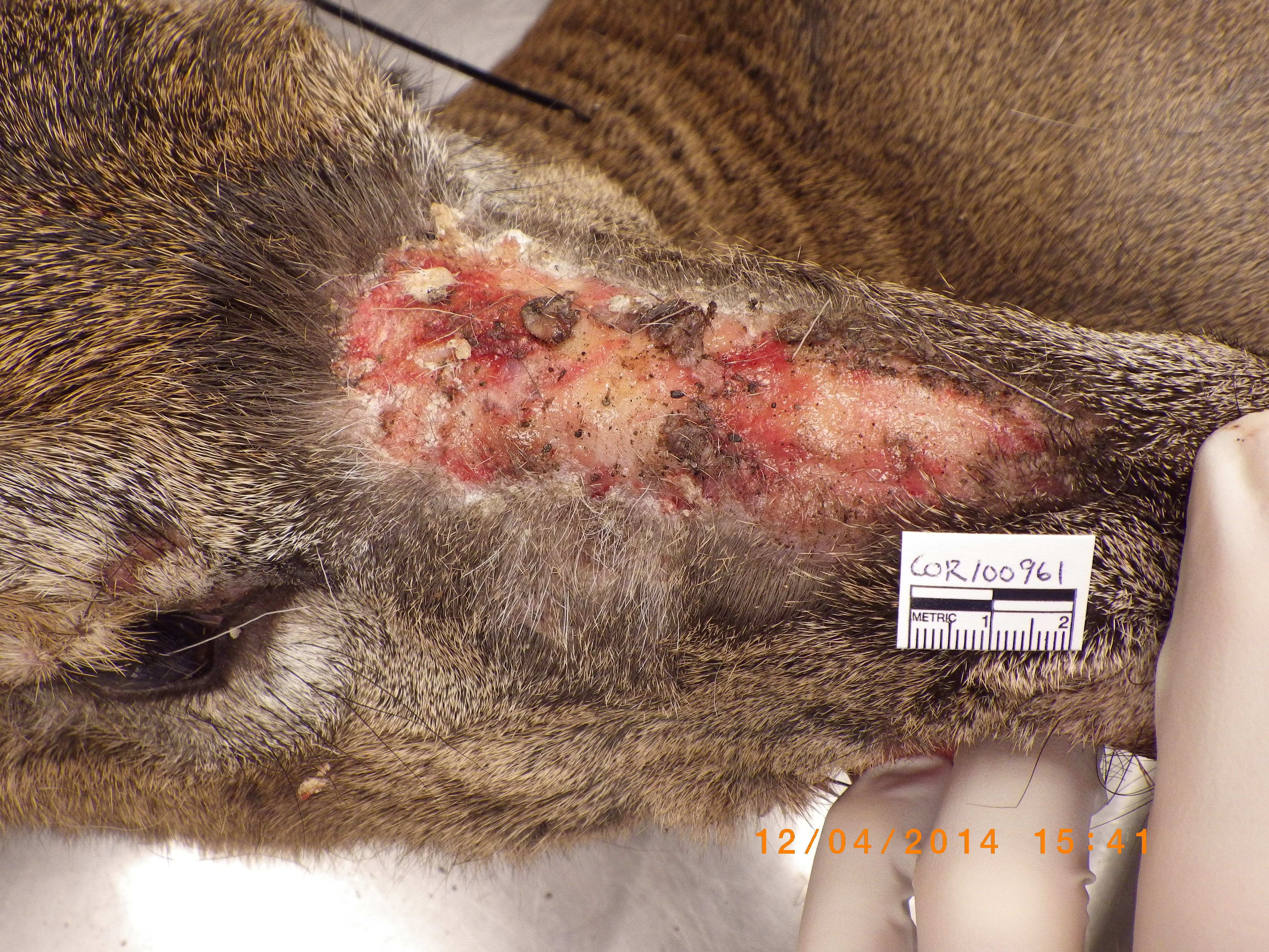 female white-tailed deer with dermatophilosis on its head