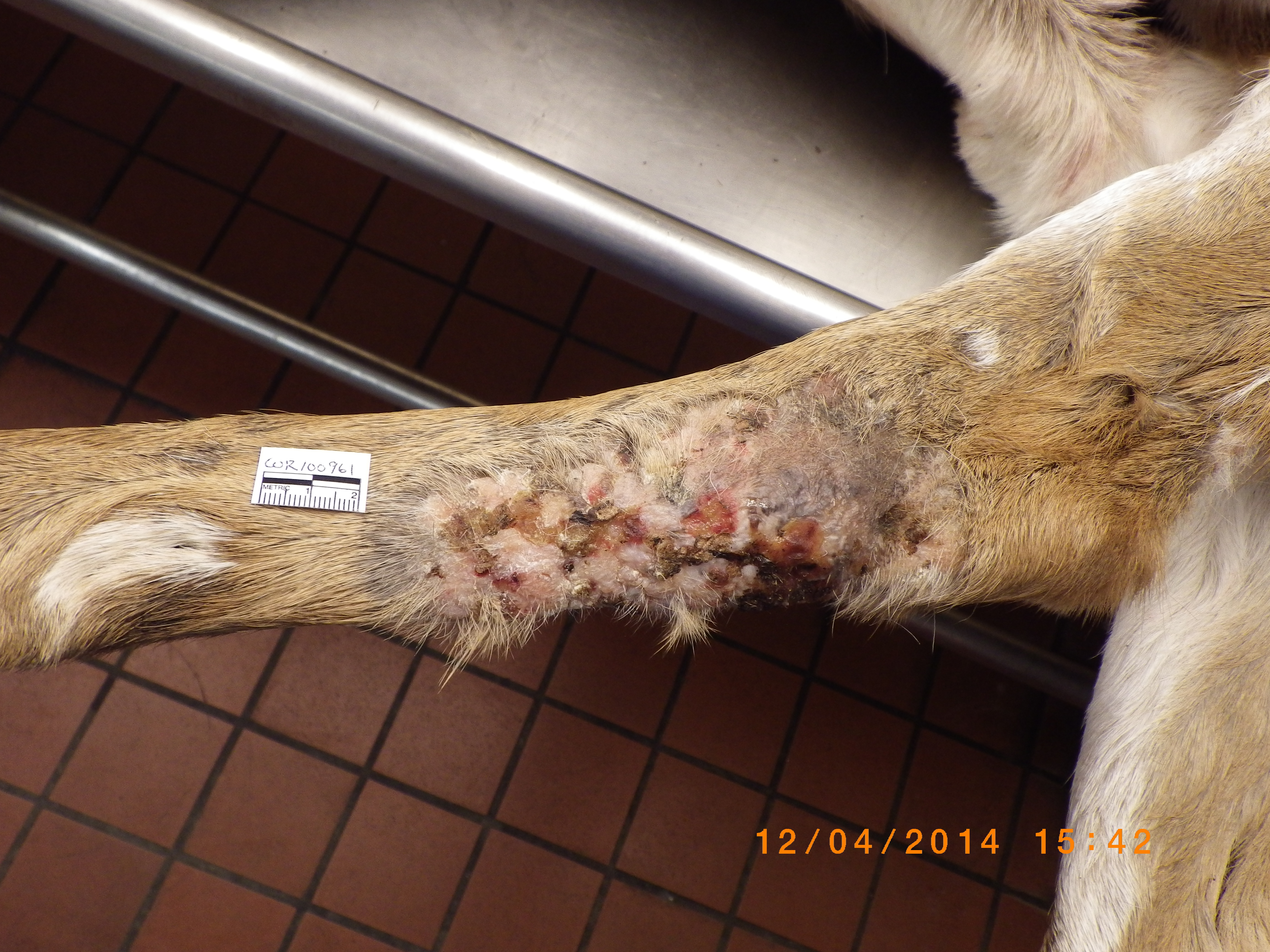 female white-tailed deer with lesions on its legs from dermatophilosis infection