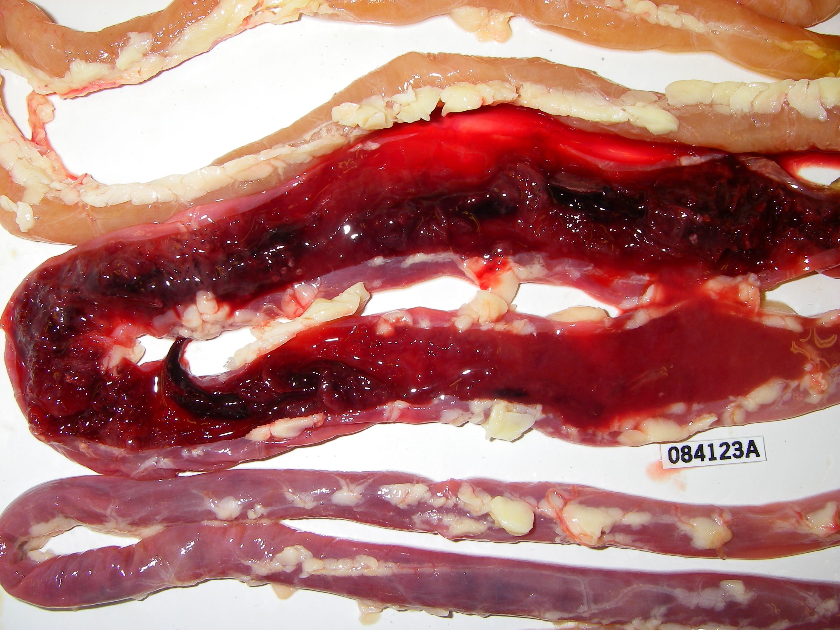 Sphaeridiotrema globulus hemorrhage Snow Goose intestine