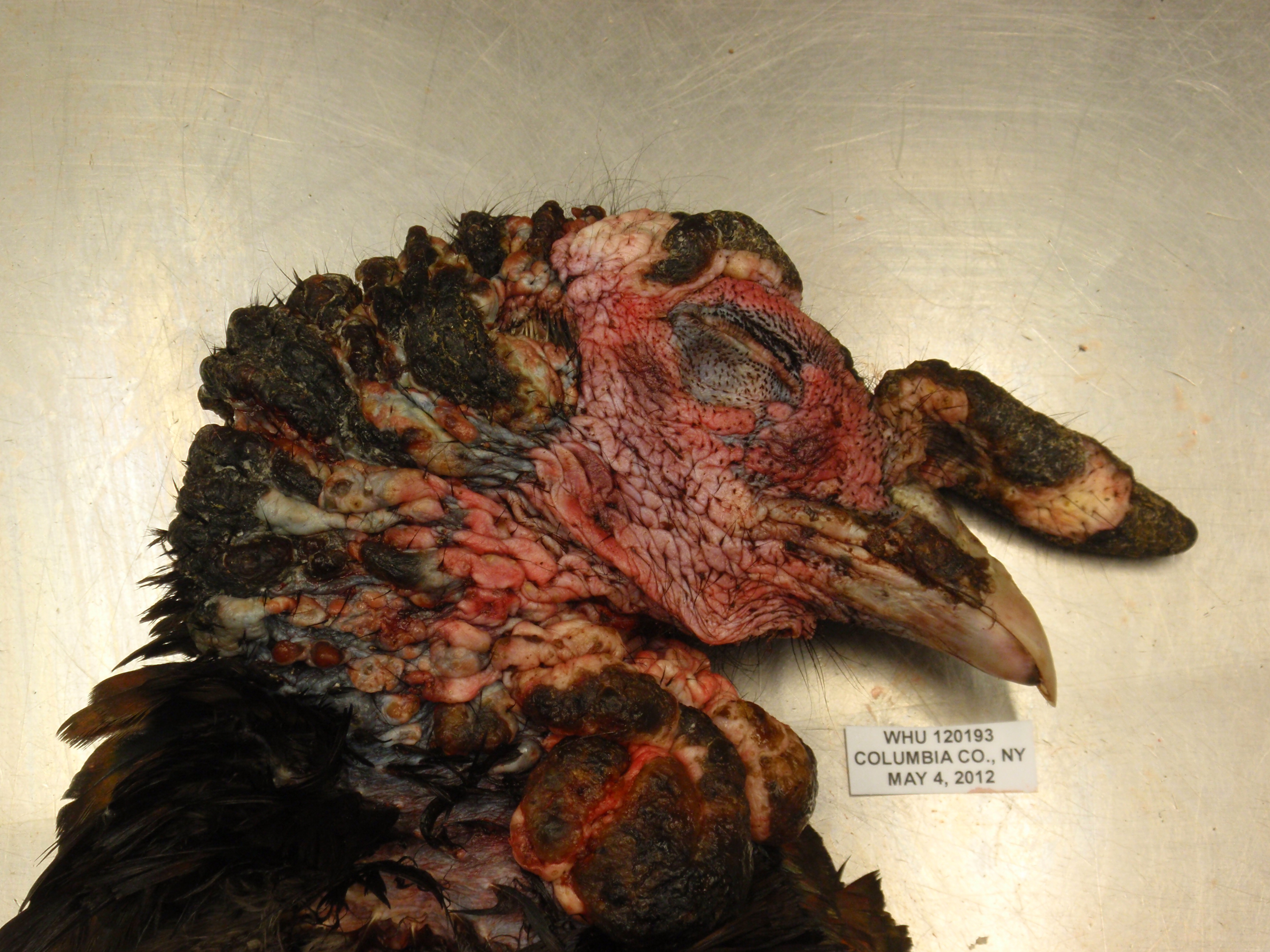 turkey with severe LPDV infection-