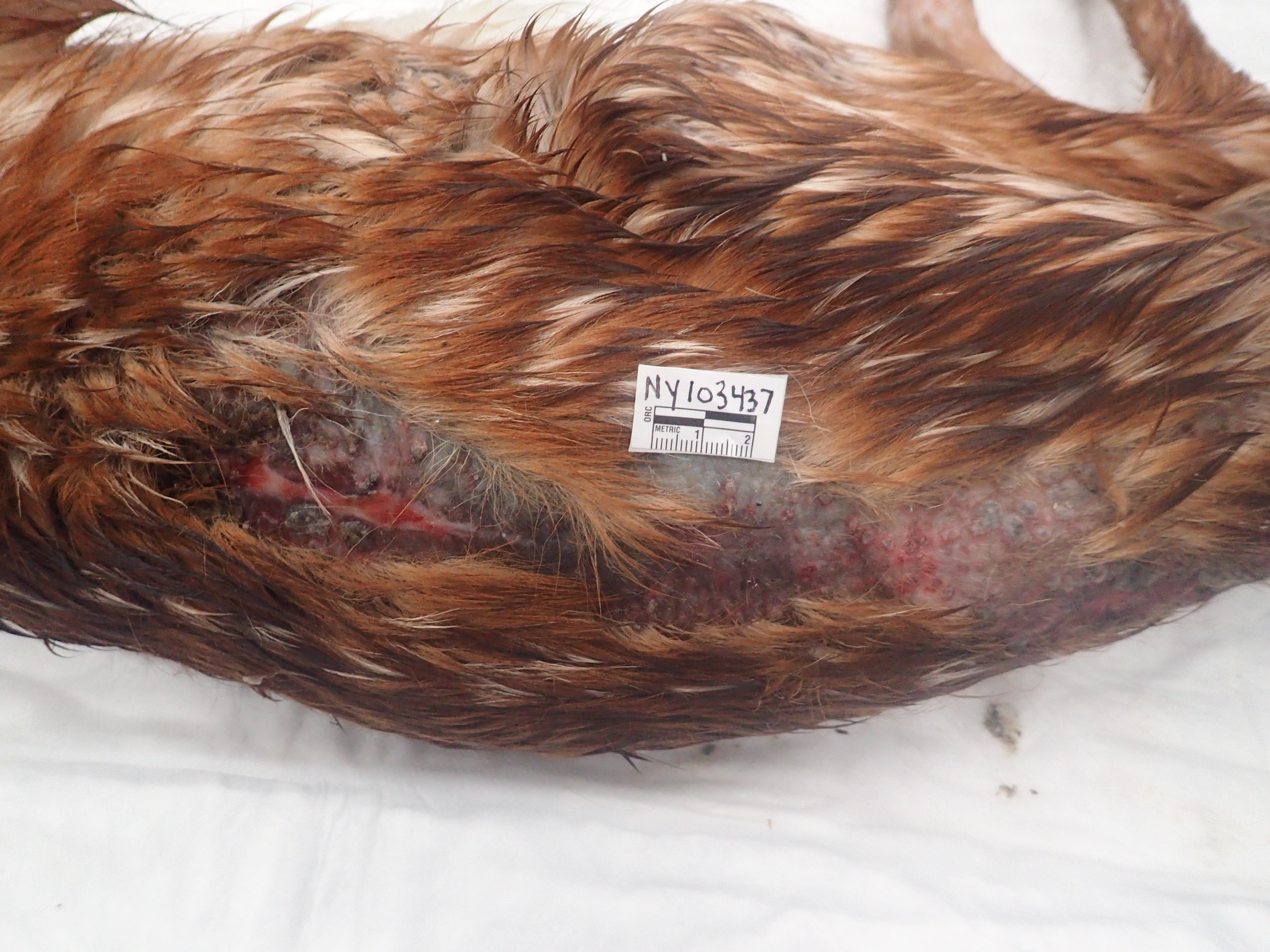 male white-tailed fawn with lesions spread across its back from dermatophilosis infection