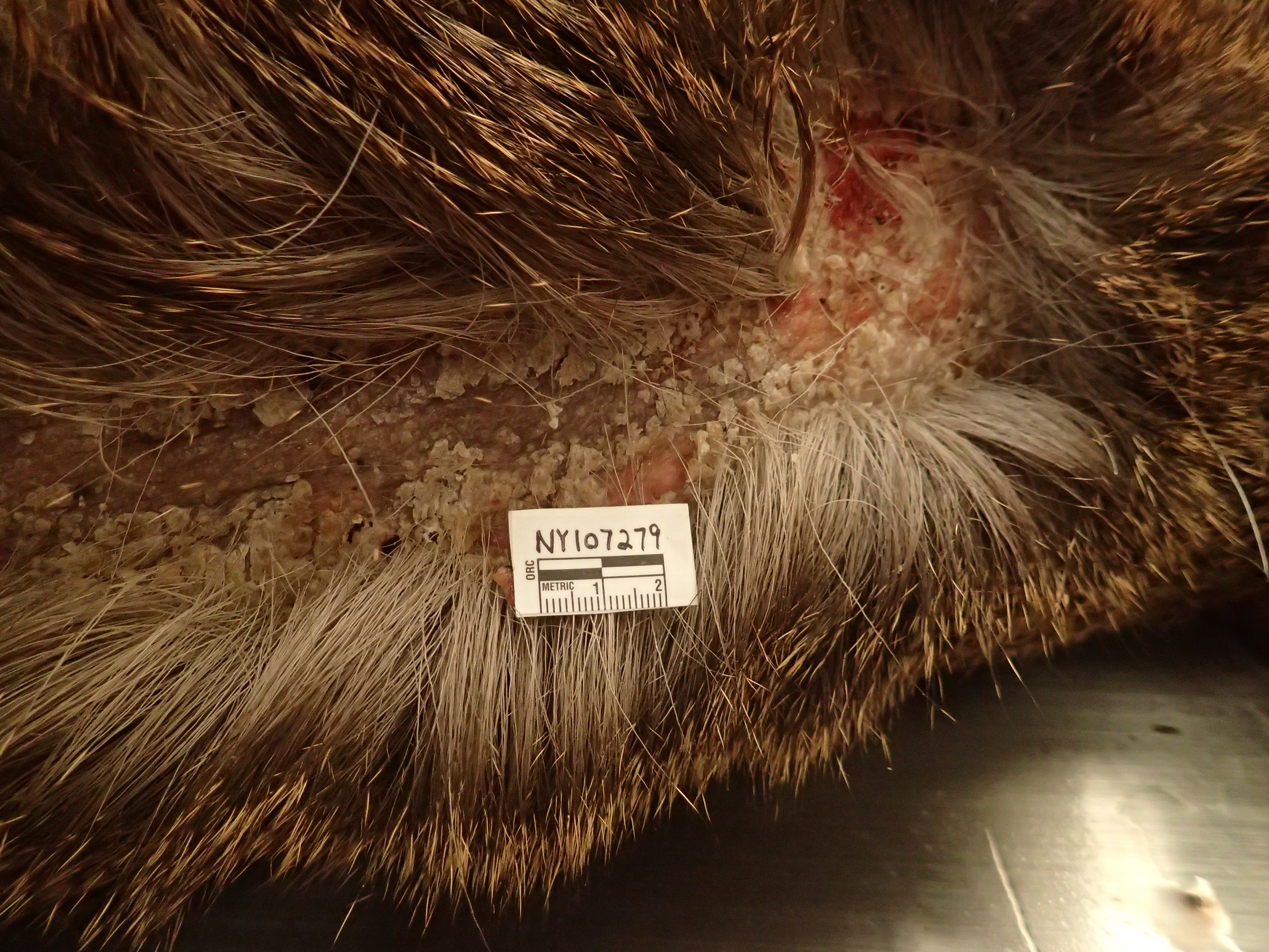 close up of lesions on the back of a male white-tailed fawn 