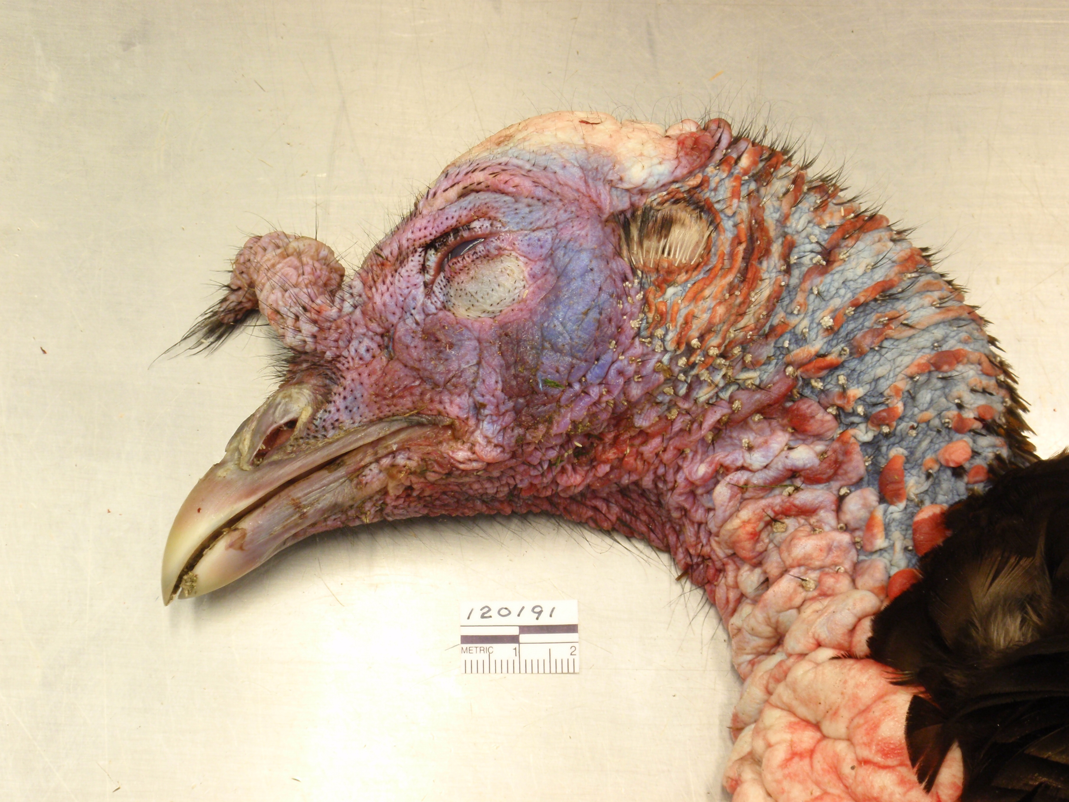 mild case of LPDV infection on a wild turkey