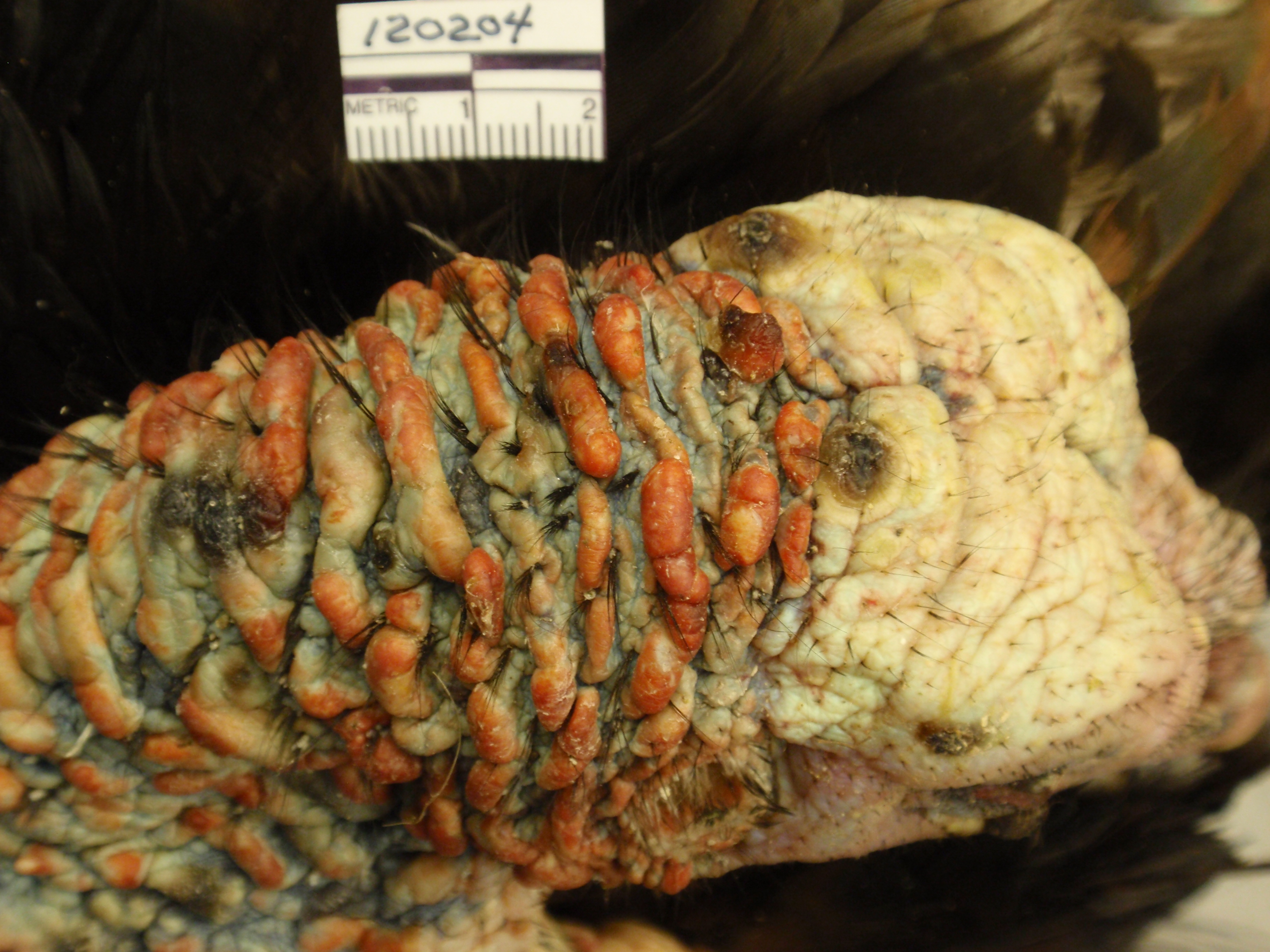back of turkey head and neck with significant LPDV infection
