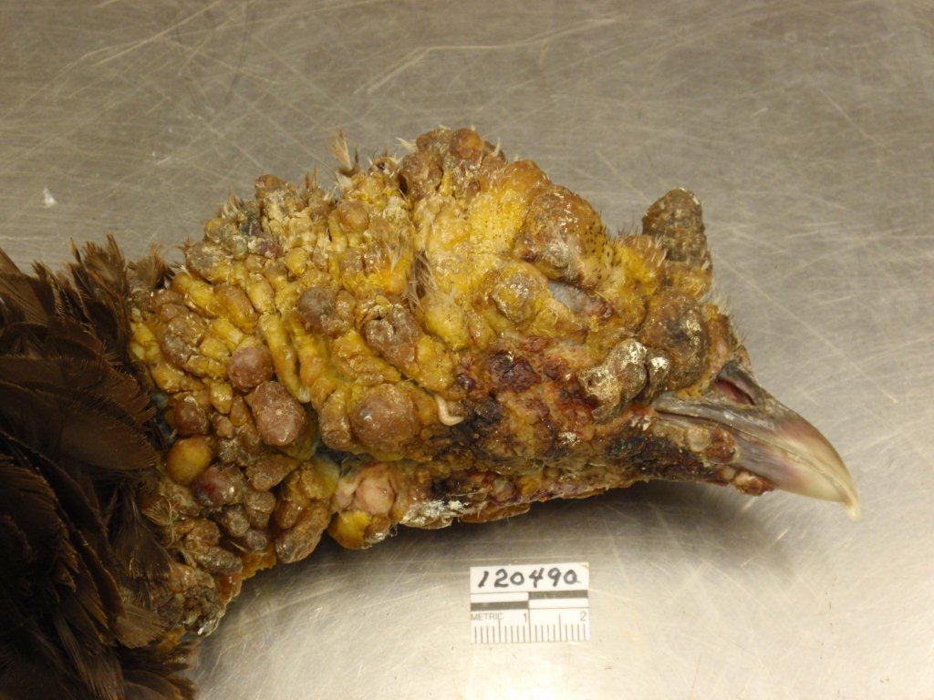 turkey with very severe LPDV infection