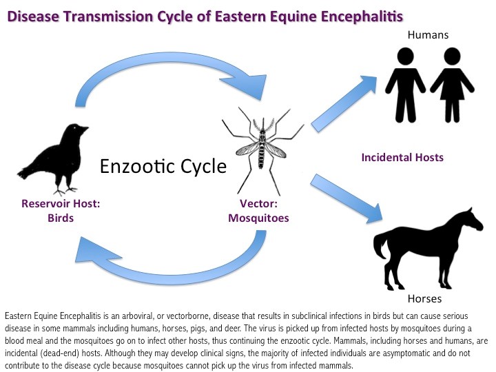 Graphic image of EEE transmission cycle from CDC