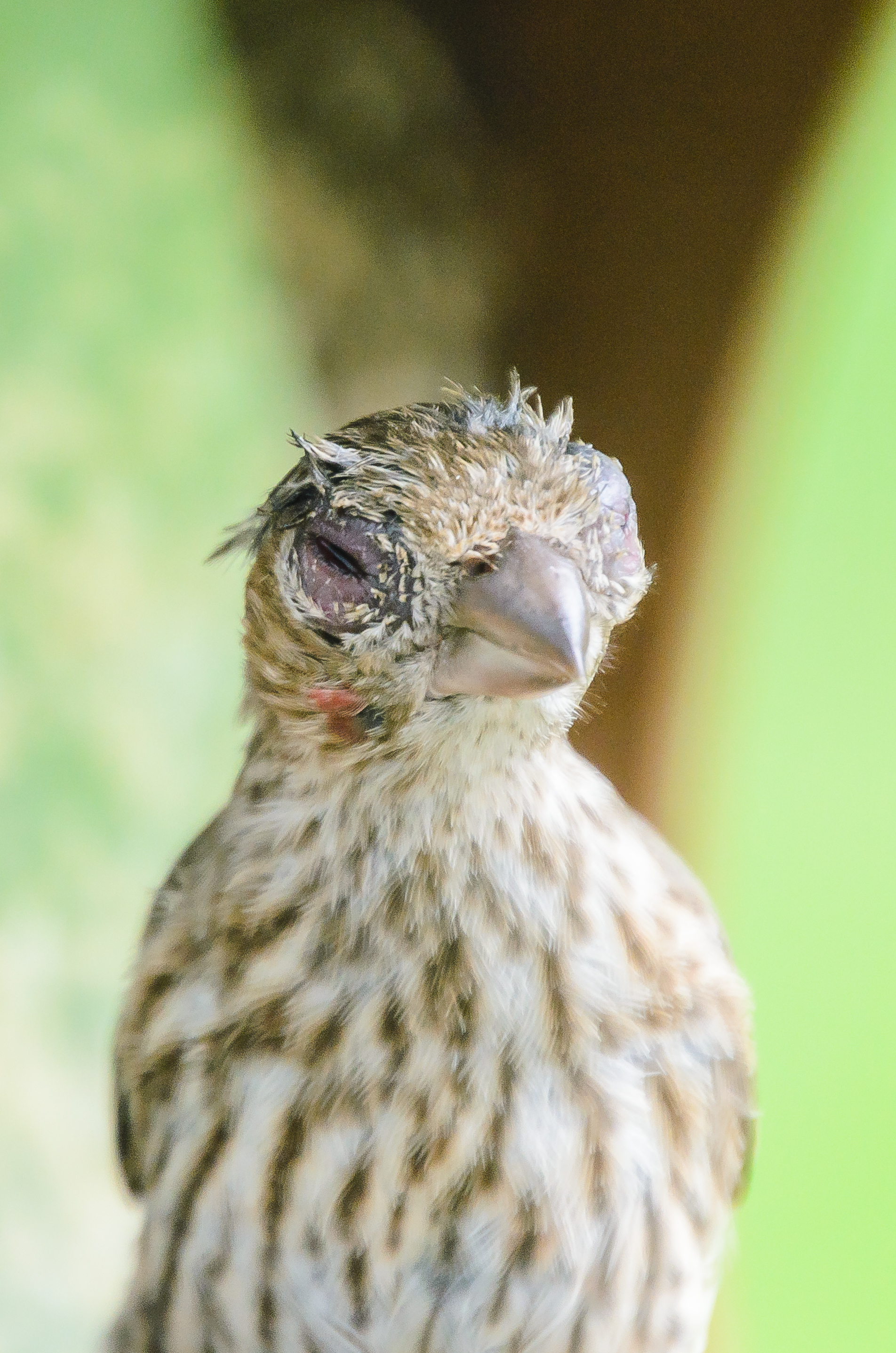 A wild female house finch exhibiting signs of Mycoplasmal conjunctivitis; eyes are crusty and nearly swollen shut.