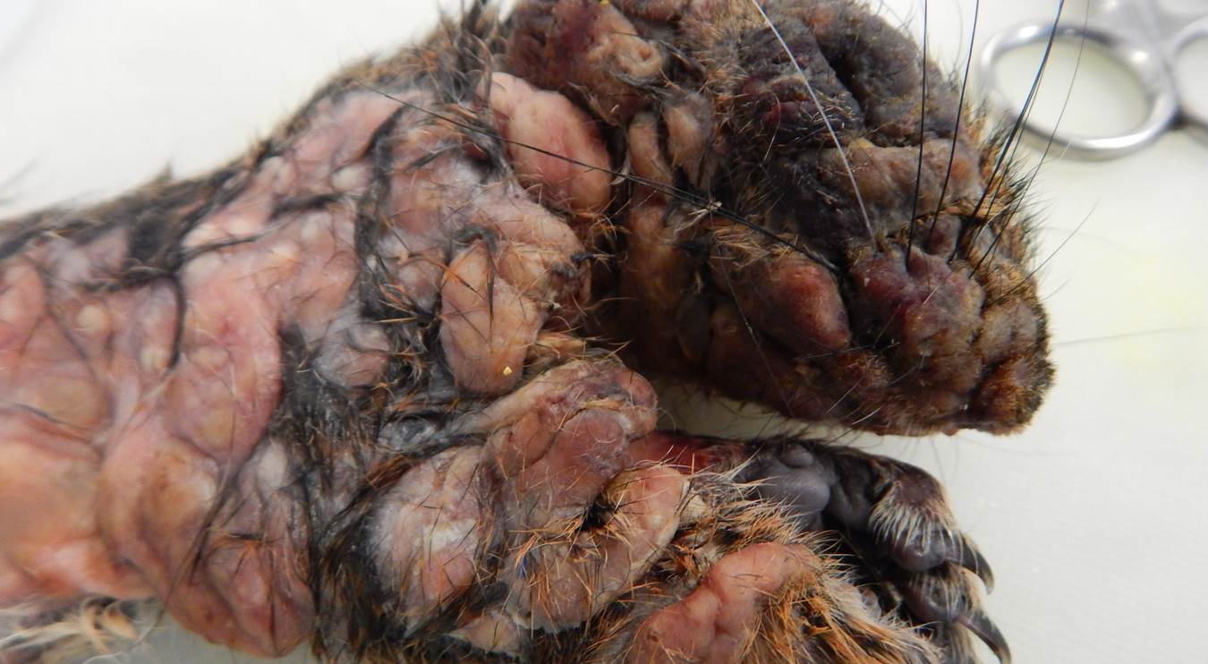 close up of fibromas on squirrel legs and head