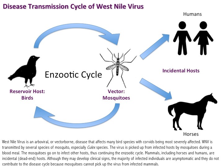 CDC Graphic of WNV transmission cycle