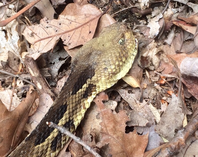 Timber rattlesnake with SFD starting on the mouth