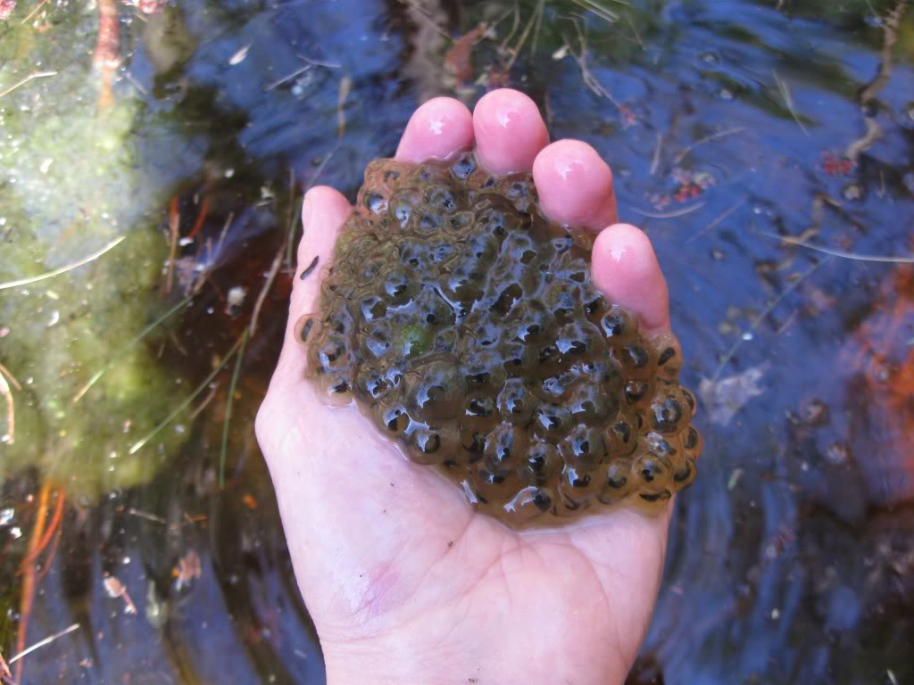 Wood frog egg mass; photo by USFWS