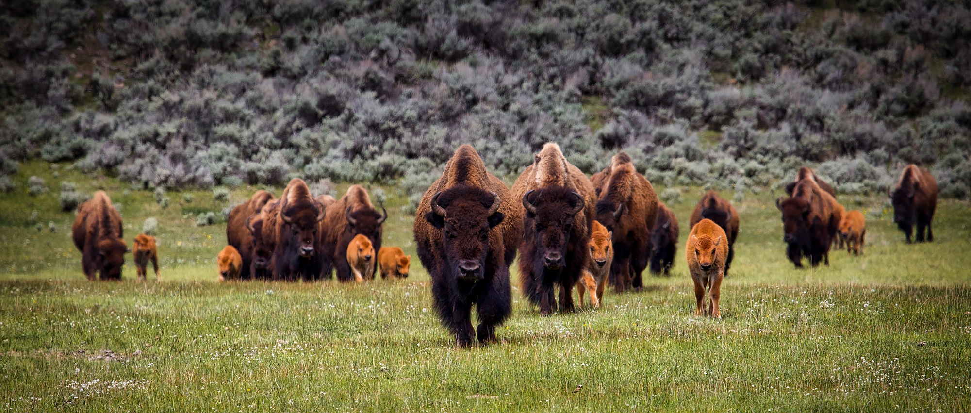 Bison herd on the move