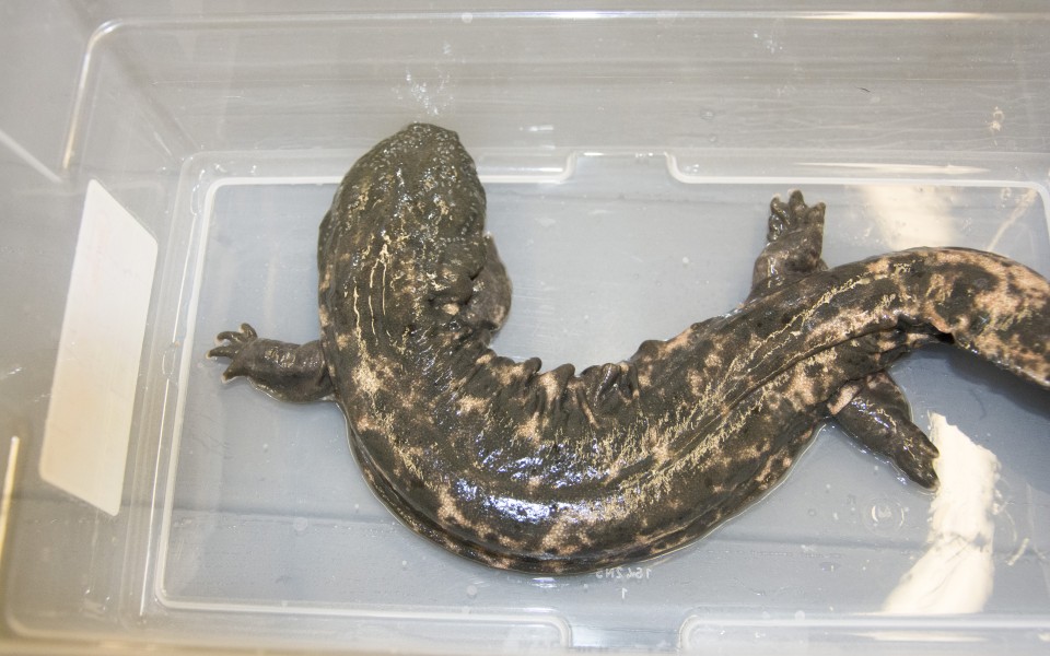 Isolated hellbender specimen in container