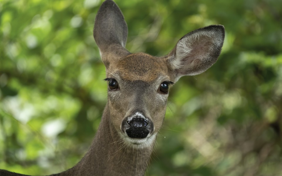 White-tailed deer doe with cocked back ear on green blurred background