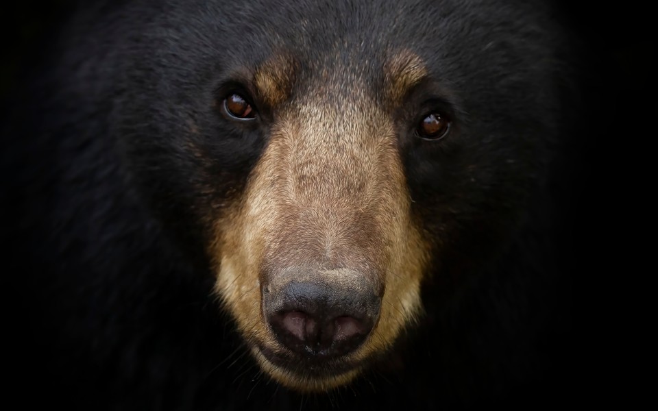 close up black bear face
