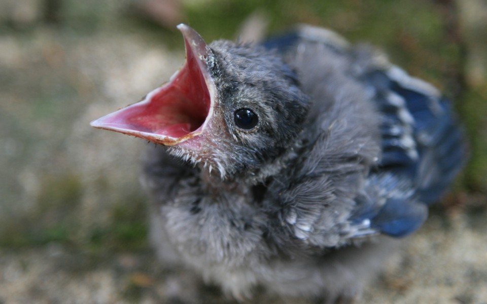Nestling Songbirds With Eye And Neurologic Issues Update 7 14 21 Cornell Wildlife Health Lab Nestling Songbirds With Eye And Neurologic Issues Update 7 14 21 Cornell Wildlife Health Lab