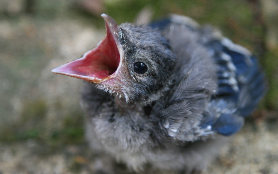 Nestling Songbirds With Eye And Neurologic Issues Update 7 14 21 Cornell Wildlife Health Lab