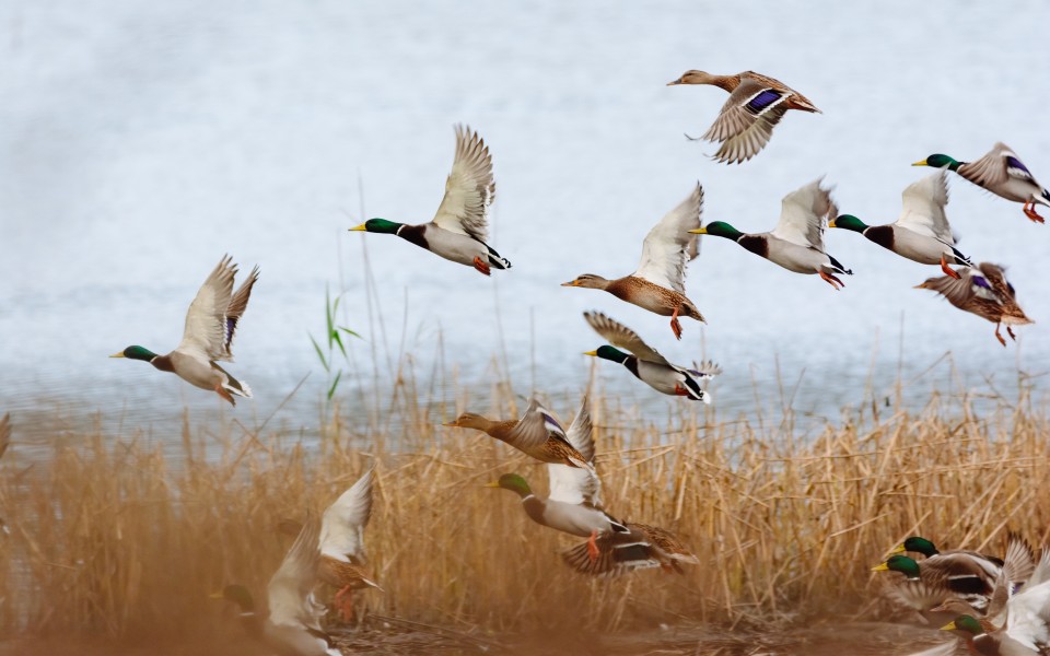 mixed ducks flying over field