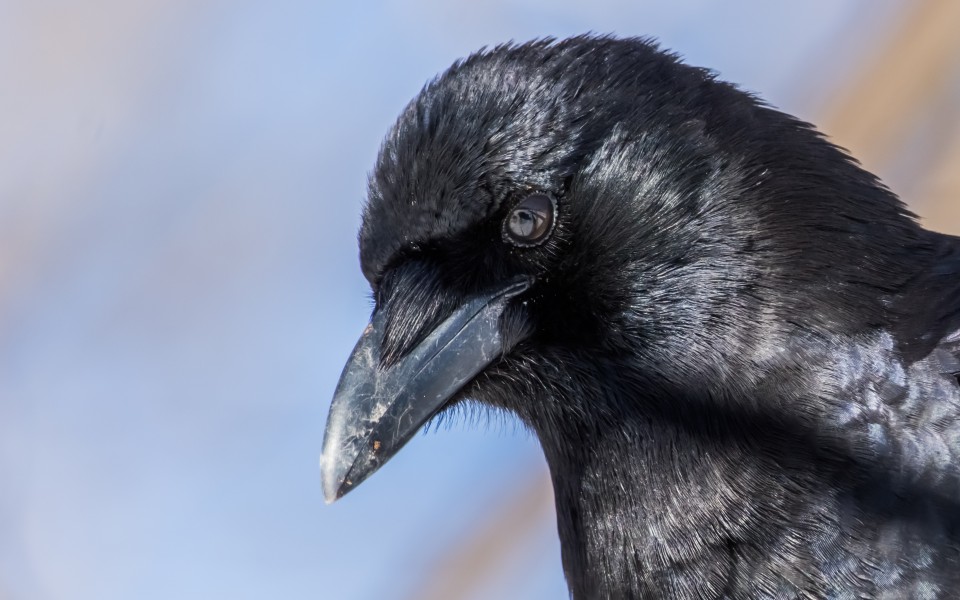 close up image of crow head