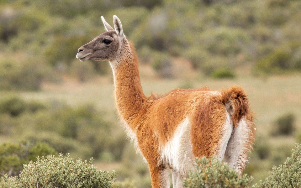 Guanaco in scrubland