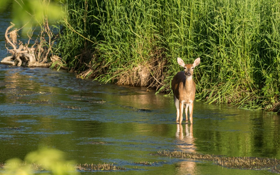 white-tailed doe in stream
