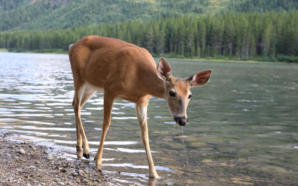 white-tailed deer near lake