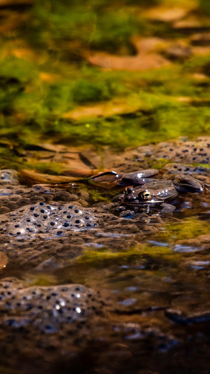 Wood frog laying large masses of eggs in a vernal pool