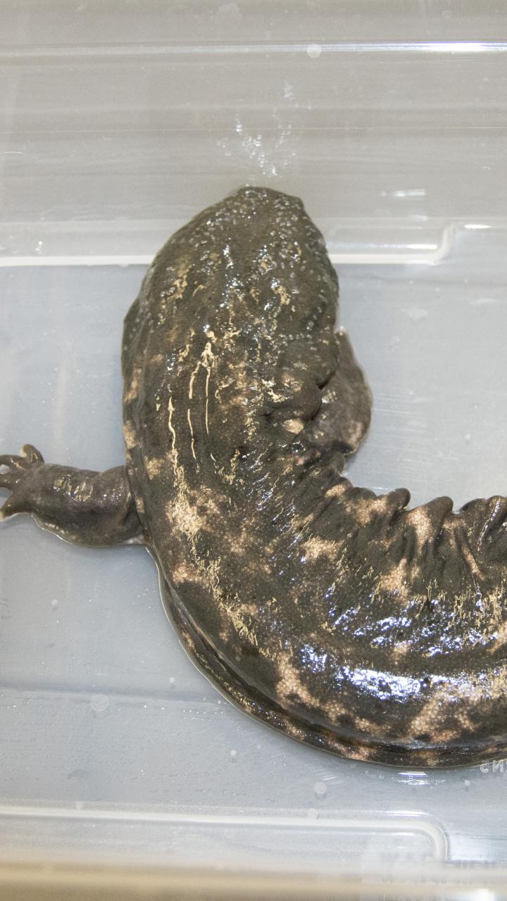 Eastern Hellbender salamander in water in plastic bin