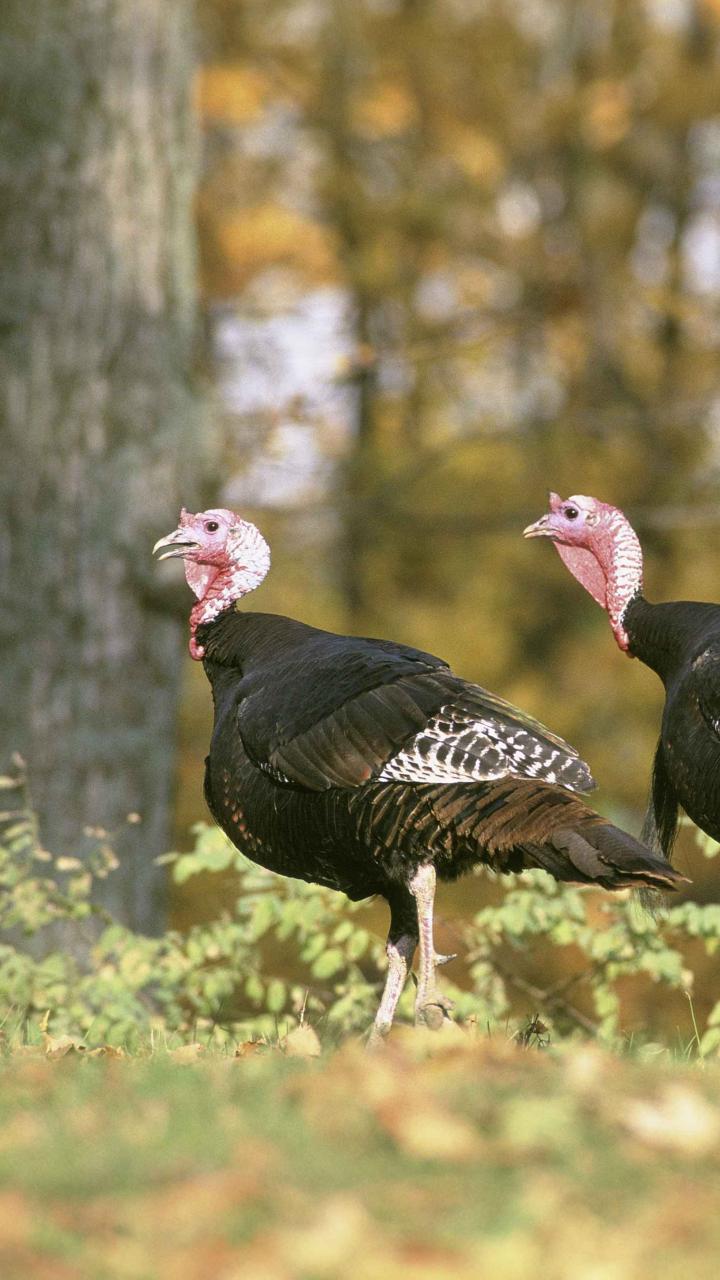 A pair of turkeys at the edge of the woods