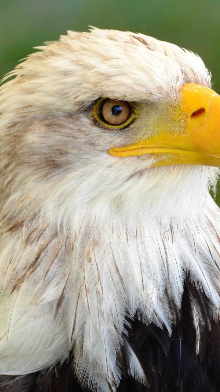 Close up of bald eagle