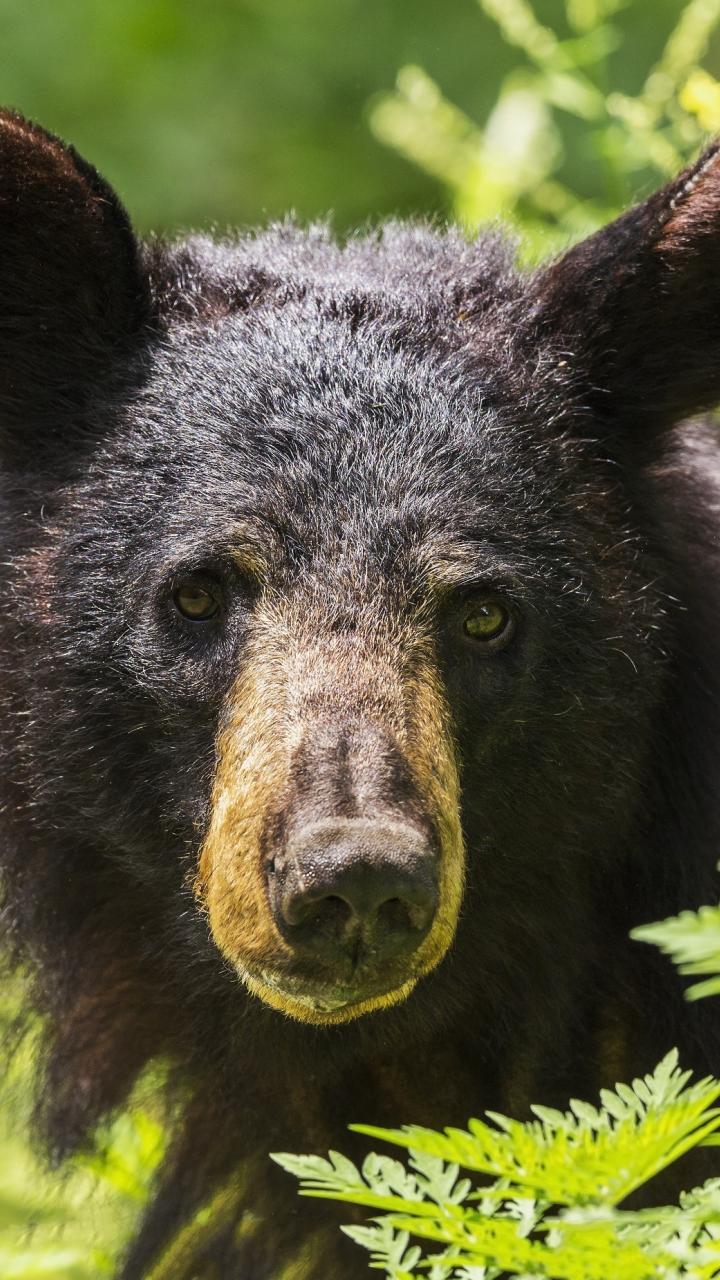Black bear in the weeds