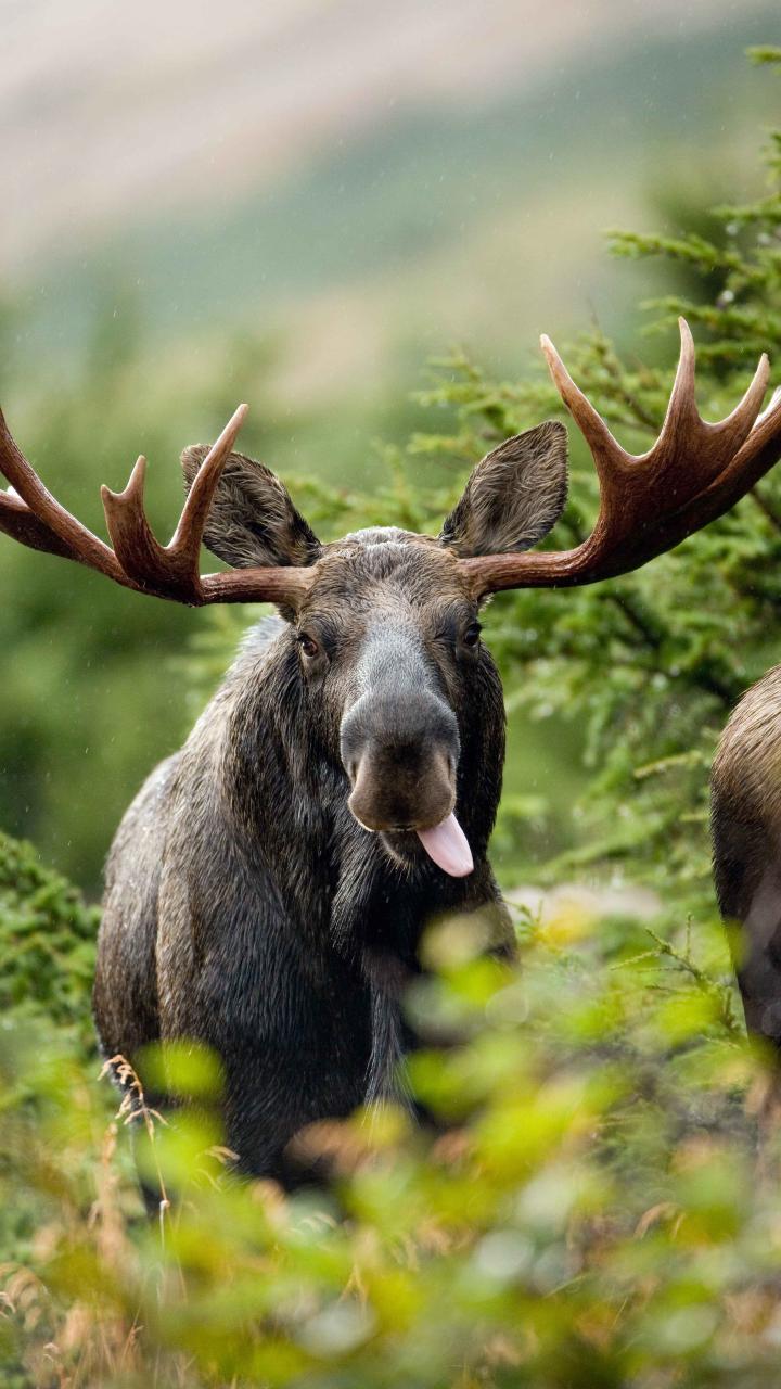Close up of bull moose with tongue out