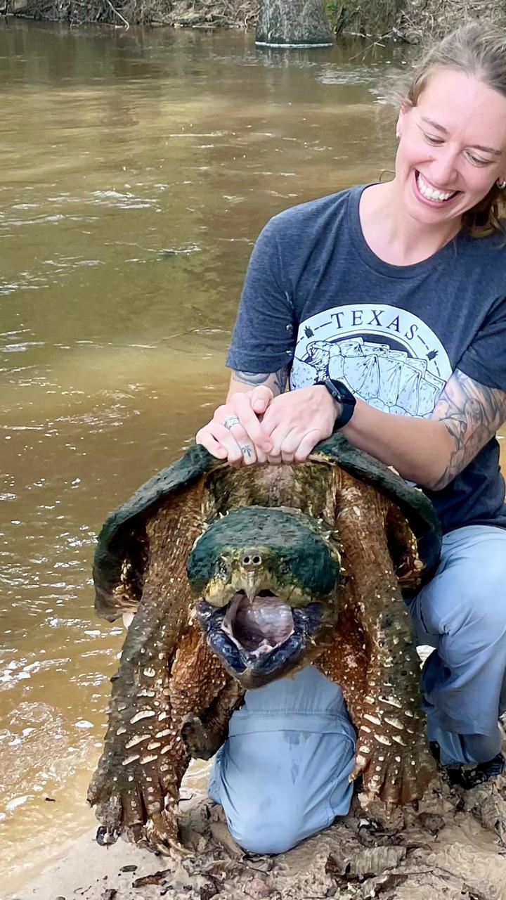 Alligator snapping turtle held by a person with mouth agape