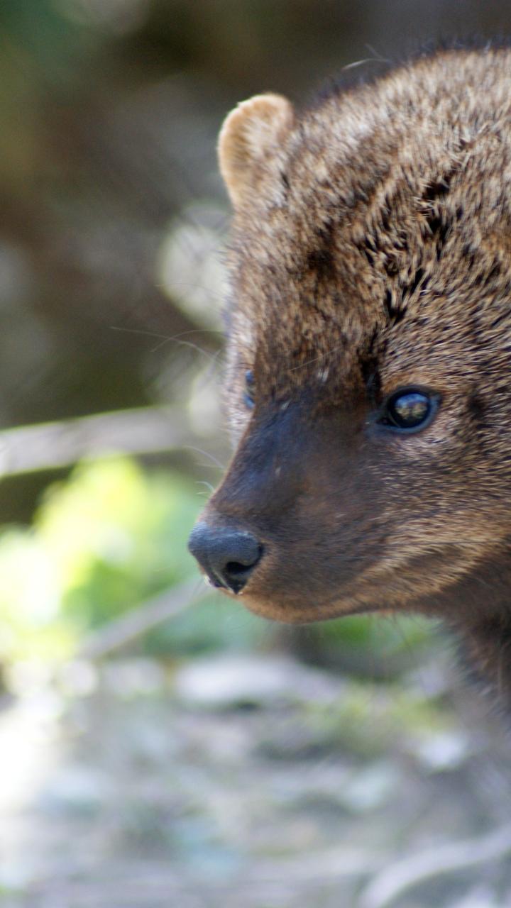 close up of fisher in the wild