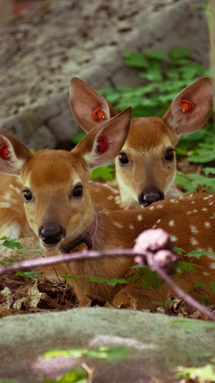 A pair of white-tailed deer fawns laying in the woods