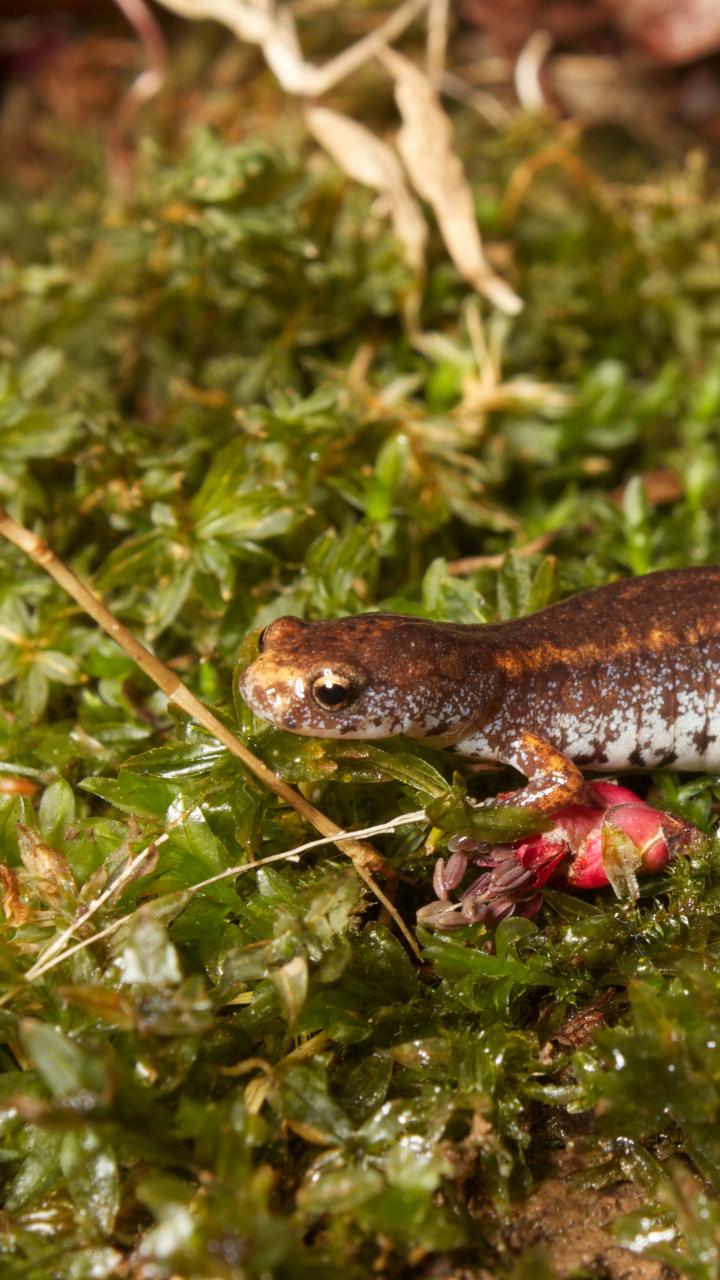 Four-toed salamander (Hemidactylium scutatum) on moss