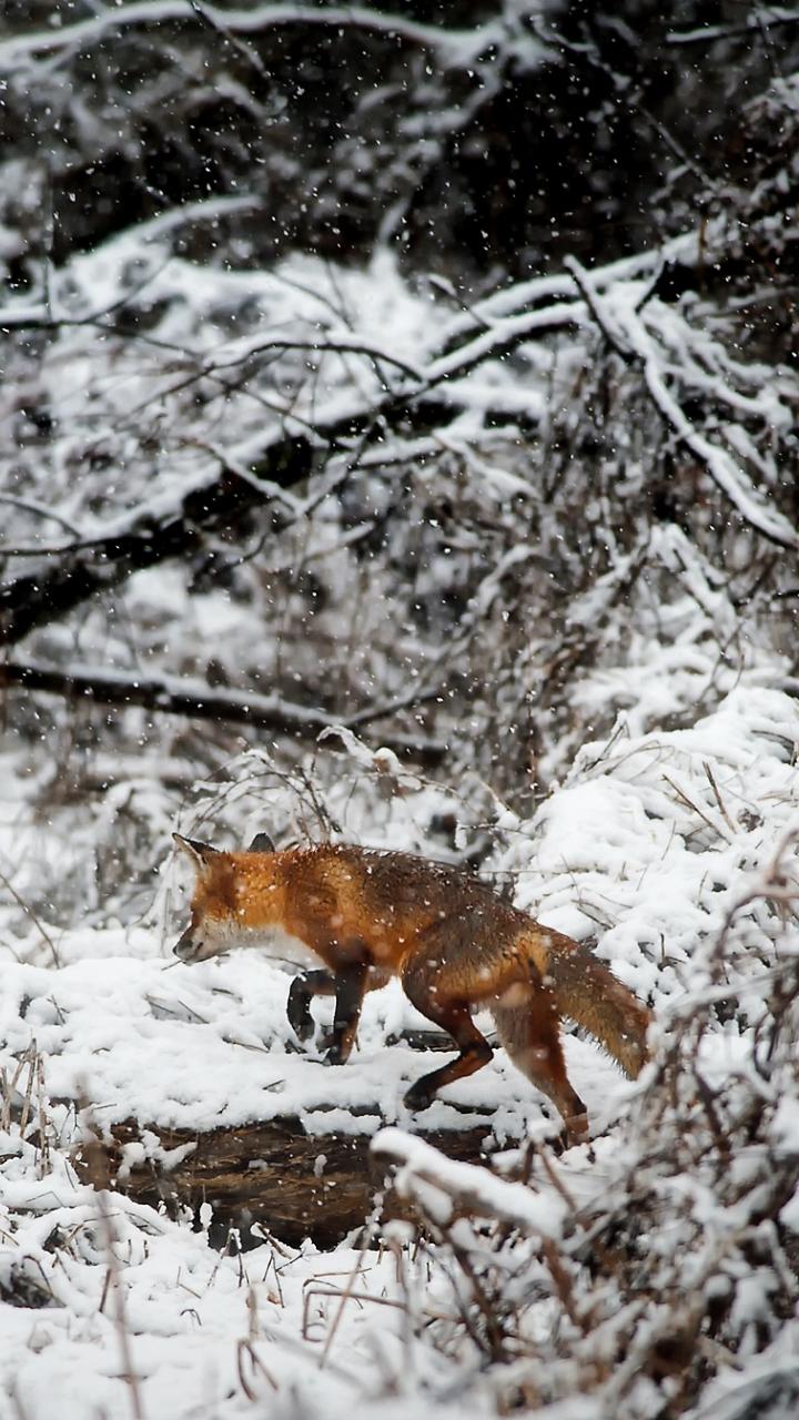 red fox in snowy forest