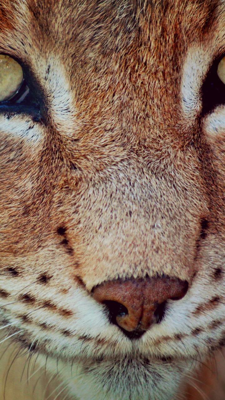 Bobcat face close up