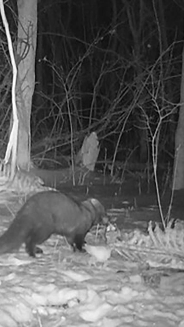 A fisher scavenging deer carcass