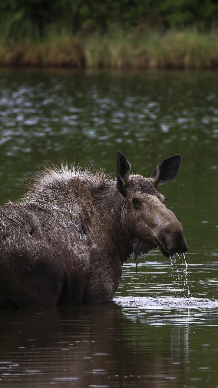 Moose looking back while standing in water