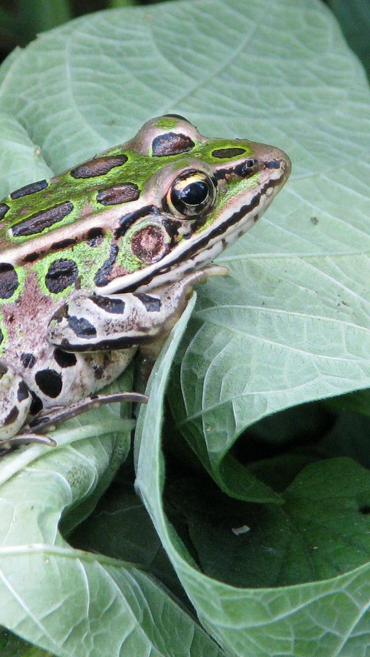 Northern Leopard frog on a leaf