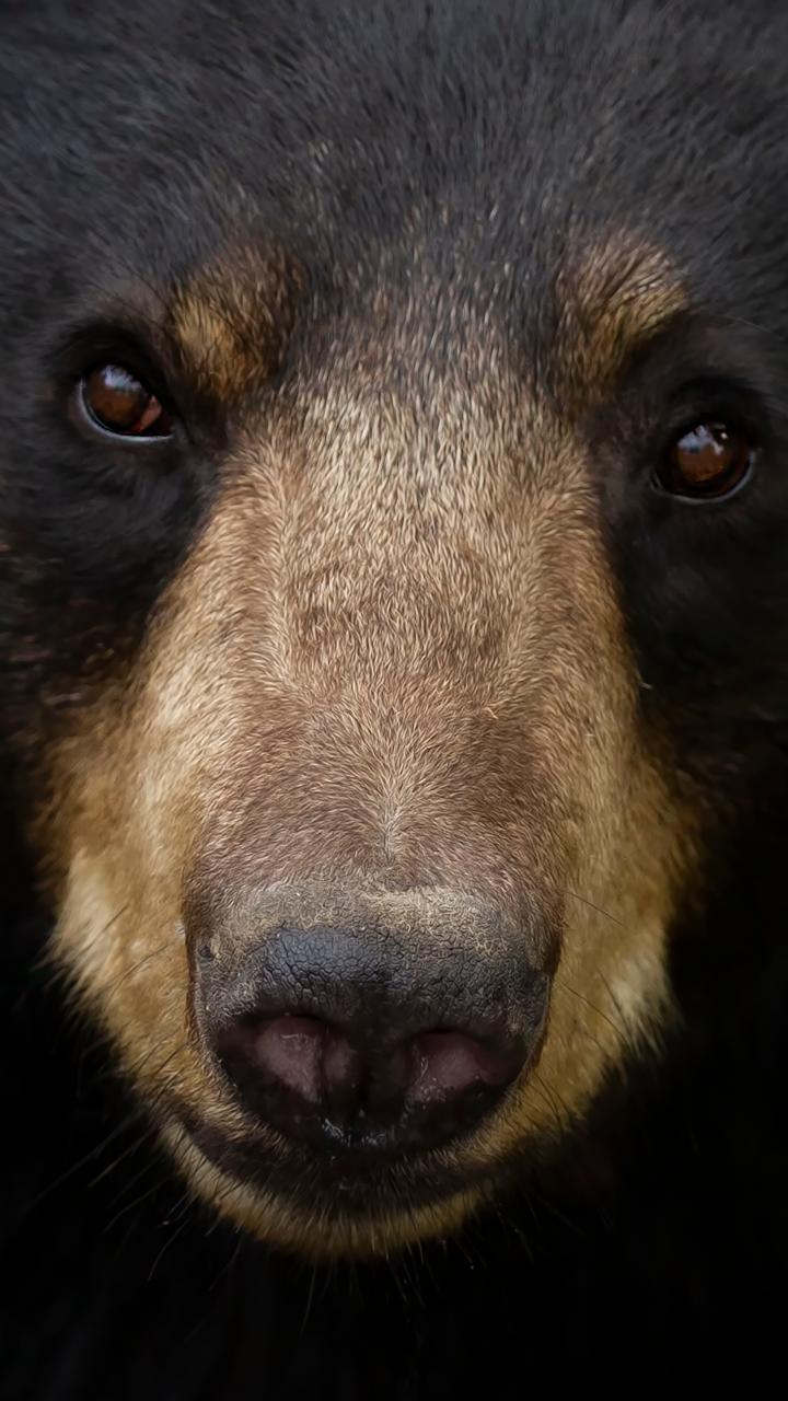 Black bear face