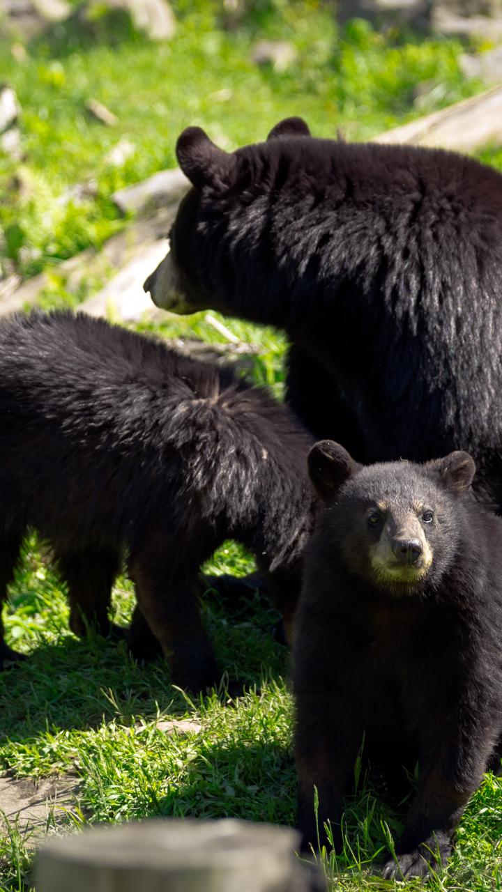 Black bear with two juvenile cubs