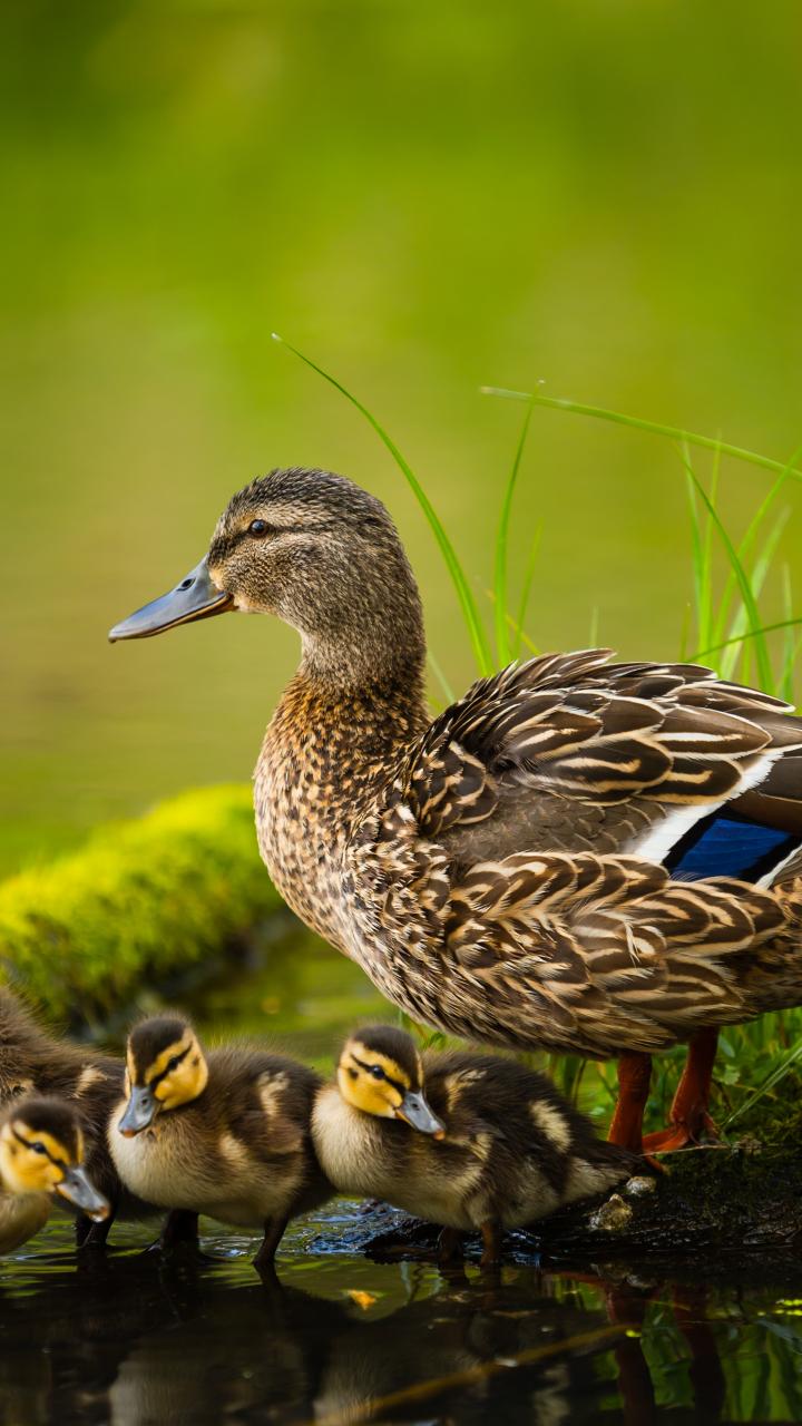 Female duck with ducklings at pond edge