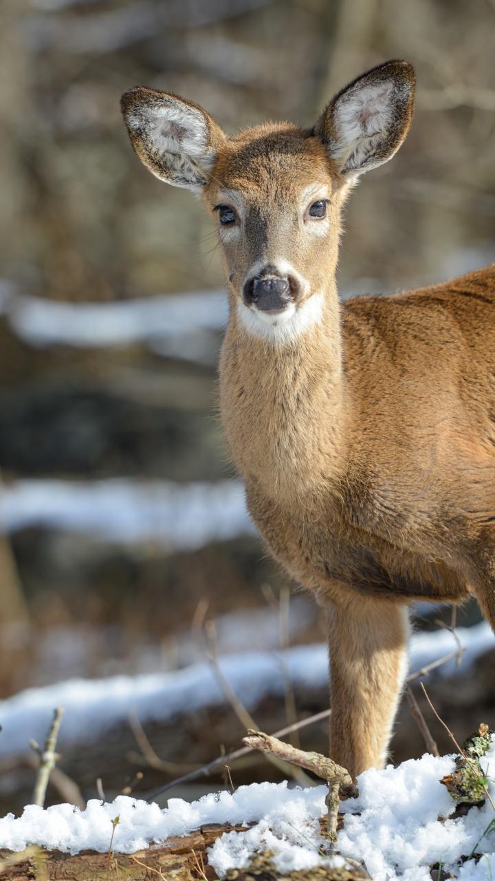 White-tailed deer in woods with snowy background